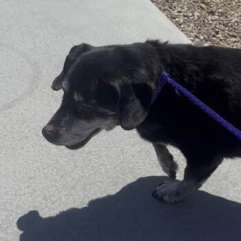 Bandito -  Dachshund Dog for Adoption in Pahrump, Nevada - Bandito | PetCurious