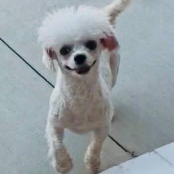 Molly -  Poodle and Bichon Frise Dog for Adoption in Sequatchie, Tennessee - Molly | PetCurious