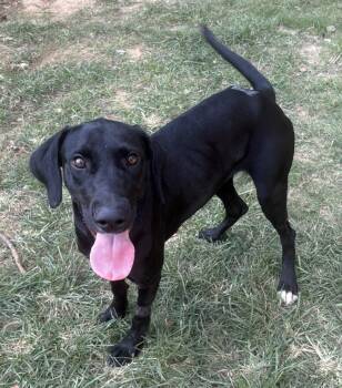 261393  Guppie -  Labrador Retriever Dog for Adoption in Wetumpka, Alabama - 261393  Guppie | PetCurious