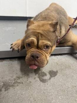 Sable -  Mixed Breed Dog for Adoption in West Chester, Pennsylvania - Sable | PetCurious