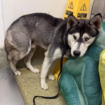 Niko* -  Husky Dog for Adoption in San Gabriel, California - Niko* | PetCurious