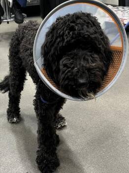 GAVIN -  Poodle Dog for Adoption - GAVIN | PetCurious