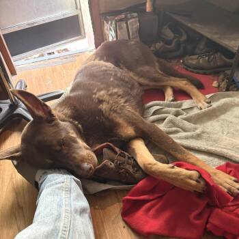Shepherd Dogs Available for Adoption in San Francisco, California - Nick Wilde | PetCurious