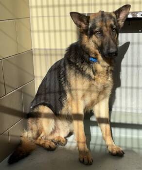 German Shepherd Dog Dogs Available for Adoption in Riverside, California - ATTICUS | PetCurious
