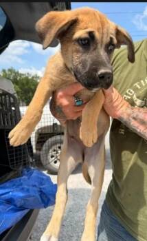 Paula -  Shepherd and Mixed Breed Dog for Adoption in Morristown, New Jersey - Paula | PetCurious