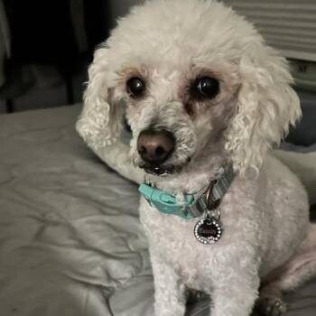 Poodle Dogs Available for Adoption in Ramona, California - Tinsel | PetCurious