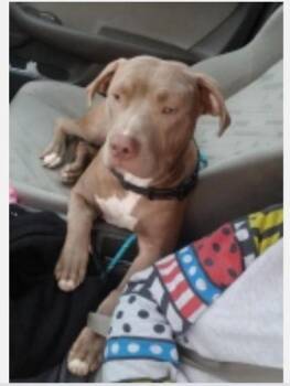 Mixed Breed Dogs Available for Adoption in Fairfax, Virginia - Onaire | PetCurious