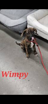 Rescue Labrador Retriever and Hound Dogs for Adoption in Chattanooga, Tennessee - Brutus And Wimpy | PetCurious