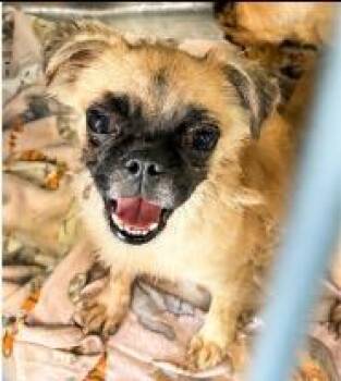 Addie Mae -  Pug Dog for Adoption - Addie Mae | PetCurious