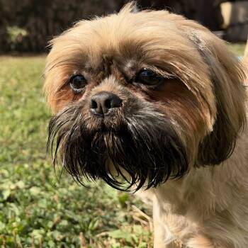 Margo -  Mixed Breed Dog for Adoption in Oakland, California - Margo | PetCurious