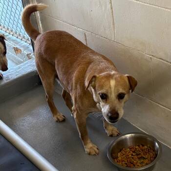 Motley -  Feist and Mixed Breed Dog for Adoption in Morganton, North Carolina - Motley | PetCurious