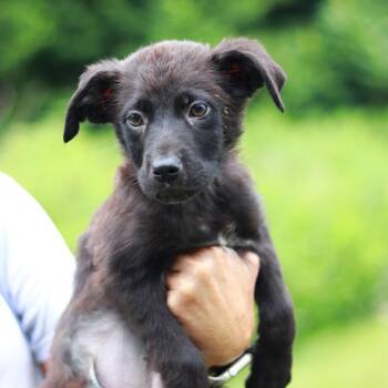 CT Bud -  German Shepherd Dog and Labrador Retriever Dog for Adoption in Eastford, Connecticut - CT Bud | PetCurious