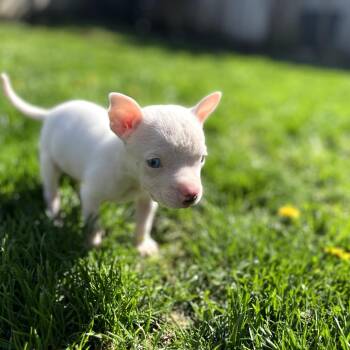 Odin-Foster -  Mixed Breed Dog for Adoption in Walker, Michigan - Odin-Foster | PetCurious