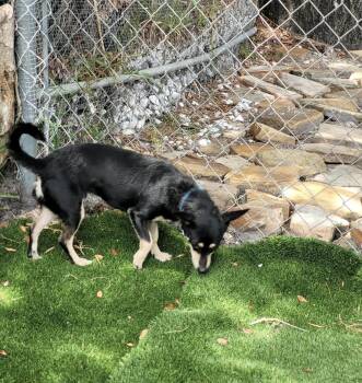 Yoshi -  Miniature Pinscher and Terrier Dog for Adoption in Boca Raton, Florida - Yoshi | PetCurious