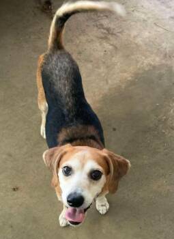 Tuffy -  Beagle and Terrier Dog for Adoption in El Dorado, Arkansas - Tuffy | PetCurious