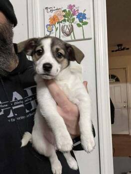 Mixed Breed Dogs Available for Adoption - Stargazer Lily | PetCurious