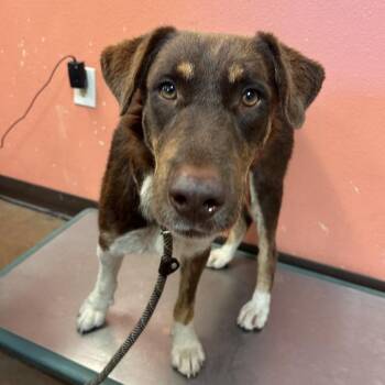 Sawyer -  Shepherd and Mixed Breed Dog for Adoption in Flagstaff, Arizona - Sawyer | PetCurious