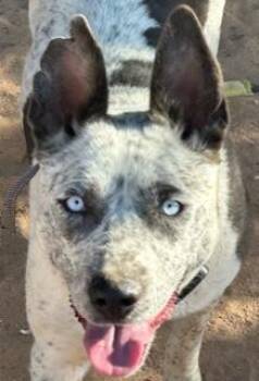 Rescue Australian Cattle Dog Blue Heeler Dogs for Adoption in Norco, California - ASIA | PetCurious