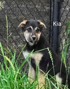 Kia -  Shepherd Dog for Adoption in Riverton, Wyoming - Kia | PetCurious