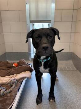 SHURI -  Pit Bull Terrier and Mixed Breed Dog for Adoption in Leesburg, Virginia - SHURI | PetCurious