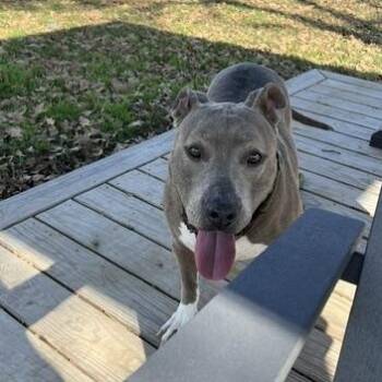 Pit Bull Terrier Dogs Available for Adoption - PRINCESSA | PetCurious