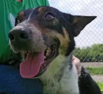 Skippy -  Australian Cattle Dog Blue Heeler Dog for Adoption in Dyer, Indiana - Skippy | PetCurious