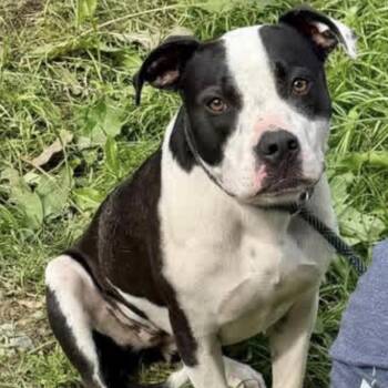 Lainey -  Mixed Breed Dog for Adoption in Conway, South Carolina - Lainey | PetCurious