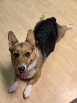 Sugar -  Corgi Dog for Adoption in Anchorage, Alaska - Sugar | PetCurious