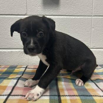 Inca -  Mixed Breed Dog for Adoption in Spruce Pine, North Carolina - Inca | PetCurious