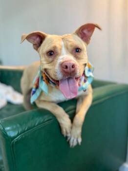 Diamond Sprinkle Belle -  Pit Bull Terrier Dog for Adoption in Friendswood, Texas - Diamond Sprinkle Belle | PetCurious