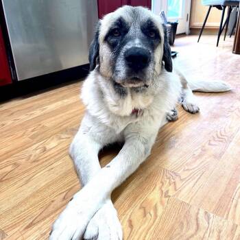 Lita -  Great Pyrenees Dog for Adoption in Fredericksburg, Virginia - Lita | PetCurious