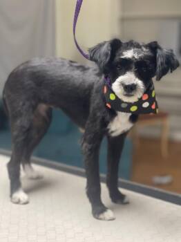 Cricket -  Maltipoo and Shih Poo Dog for Adoption in Fresno, California - Cricket | PetCurious