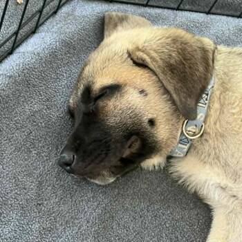 Shepherd Dogs Available for Adoption in Raleigh, North Carolina - Modi | PetCurious