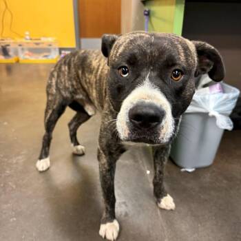 Don Carlos -  Mixed Breed Dog for Adoption in Norman, Oklahoma - Don Carlos | PetCurious