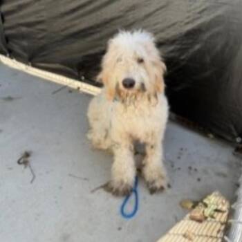 Gertie -  Poodle Dog for Adoption in Baton Rouge, Louisiana - Gertie | PetCurious