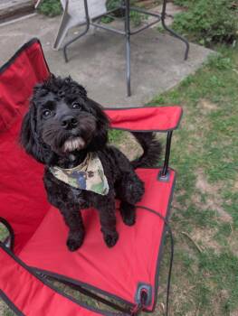 Monty -  Cockapoo Dog for Adoption in St. Thomas, Ontario - Monty | PetCurious