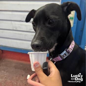 Kelly -  Flat Coated Retriever and Border Collie Dog for Adoption in Washington, District Of Columbia - Kelly | PetCurious