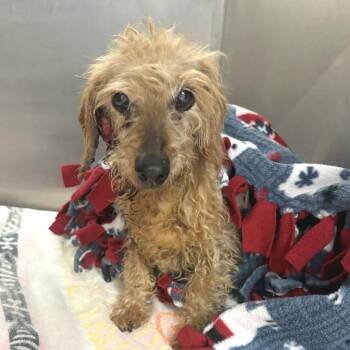 Sandy -  Miniature Dachshund Dog for Adoption in San Gabriel, California - Sandy | PetCurious