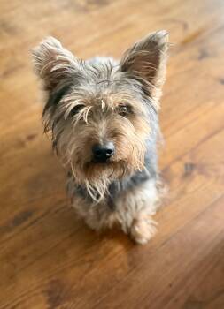 Yorkshire Terrier Dogs Available for Adoption - WINSTON | PetCurious