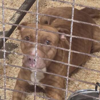 Auroa -  Pit Bull Terrier and Mixed Breed Dog for Adoption in Durant, Oklahoma - Auroa | PetCurious