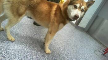A1266371 -  Siberian Husky Dog for Adoption in Charlotte, North Carolina - A1266371 | PetCurious