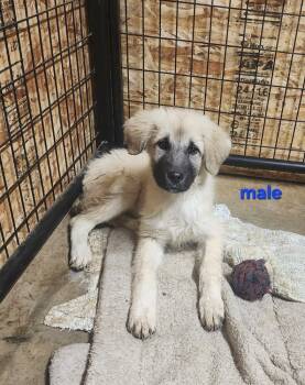Rescue Anatolian Shepherd and Great Pyrenees Dogs for Adoption in Bend, Oregon - Red | PetCurious