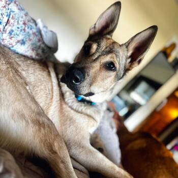 Bumper -  Mixed Breed Dog for Adoption in Buffalo, Minnesota - Bumper | PetCurious