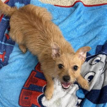 Noodle -  Mixed Breed Dog for Adoption in Gloucester, Virginia - Noodle | PetCurious