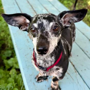 Paco -  Dachshund Dog for Adoption in Cincinnati, Ohio - Paco | PetCurious