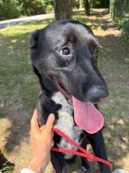 Arabella -  Labrador Retriever Dog for Adoption in Little Rock, Arkansas - Arabella | PetCurious
