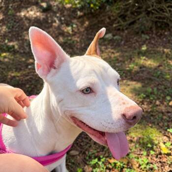 CEEBEE - Needs a foster or adopter -  Pit Bull Terrier Dog for Adoption in Largo, Florida - CEEBEE - Needs A Foster Or Adopter | PetCurious