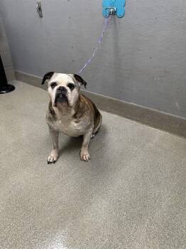 SASSY -  English Bulldog Dog for Adoption in Las Vegas, Nevada - SASSY | PetCurious