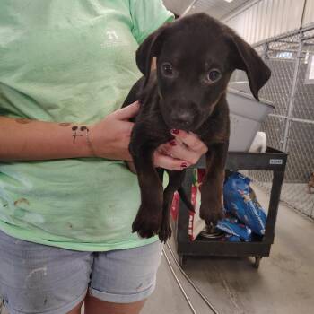 Isabella -  Boxer and Mixed Breed Dog for Adoption - Isabella | PetCurious