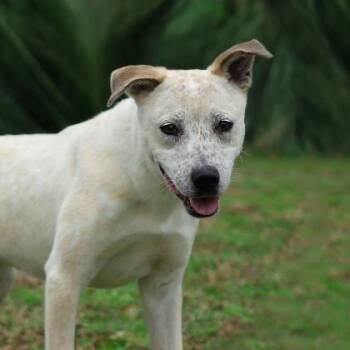 Hunter -  Cattle Dog and Mixed Breed Dog for Adoption in Tyler, Texas - Hunter | PetCurious